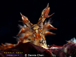 Bornella anguilla by Dennis Chen 